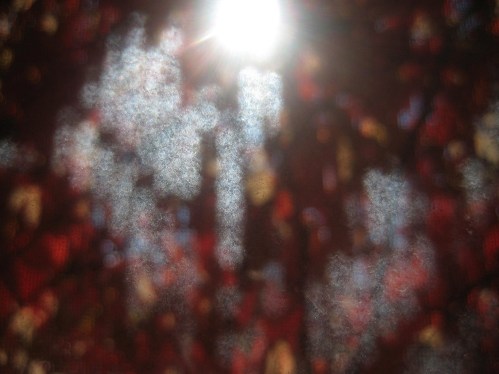 8 am image-HeidiMaeNiska_9175_1240